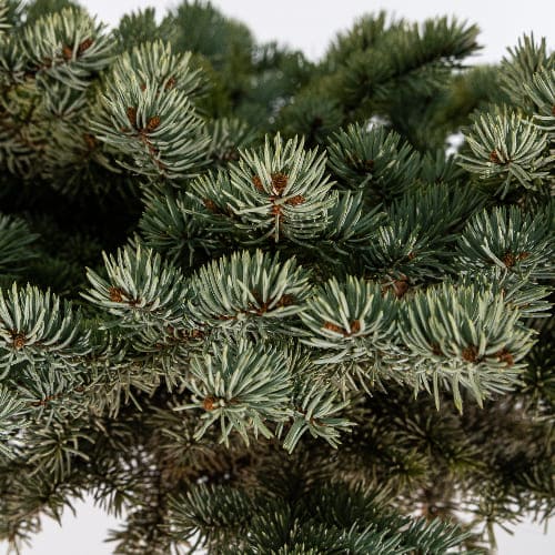 Ель колючая Глаука Глобоза купить во Владимире