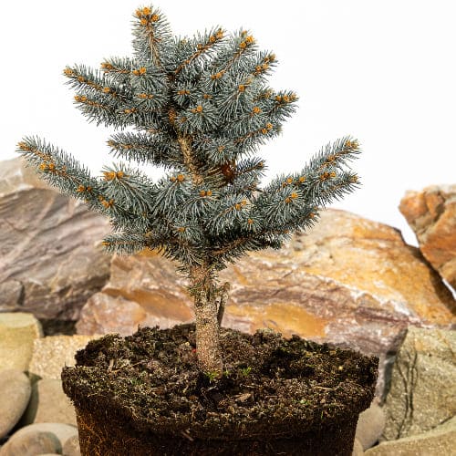 Ель колючая Глаука Глобоза купить во Владимире