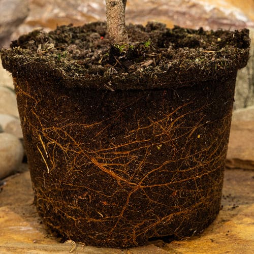 Ель колючая Глаука Глобоза купить во Владимире