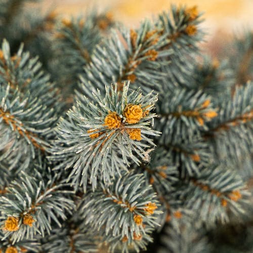 Ель колючая Глаука Глобоза купить во Владимире