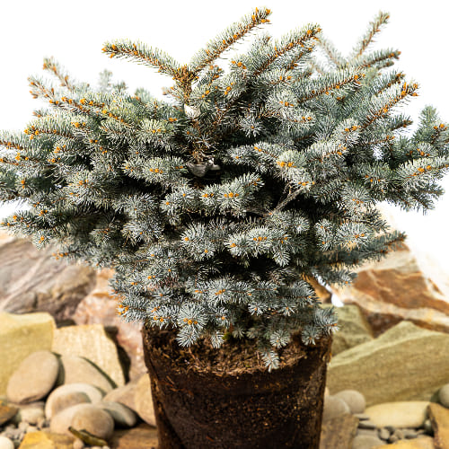 Ель колючая Глаука Глобоза купить в Нижнем Новгороде