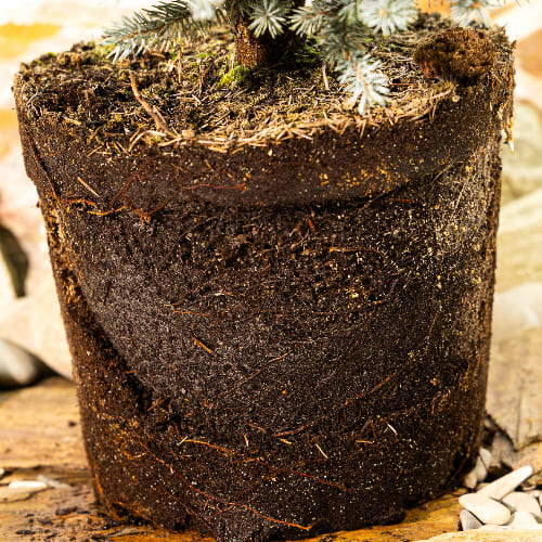 Ель колючая Глаука Глобоза купить в Нижнем Новгороде