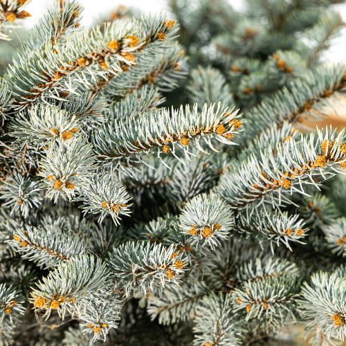 Ель колючая Глаука Глобоза купить в Нижнем Новгороде