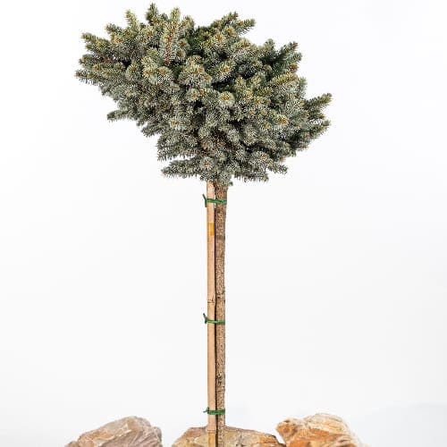 Ель колючая Глаука Глобоза купить во Владимире