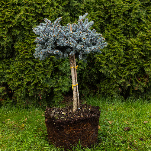 Ель колючая Глаука Глобоза купить в Нижнем Новгороде