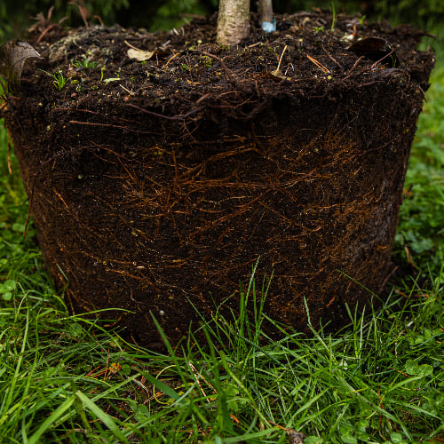 Ель колючая Глаука Глобоза купить в Нижнем Новгороде