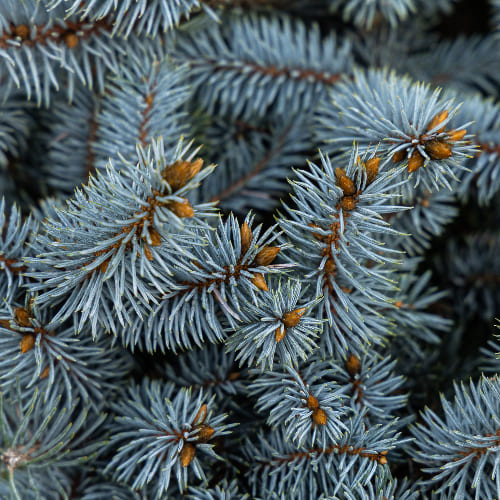 Ель колючая Глаука Глобоза купить в Нижнем Новгороде