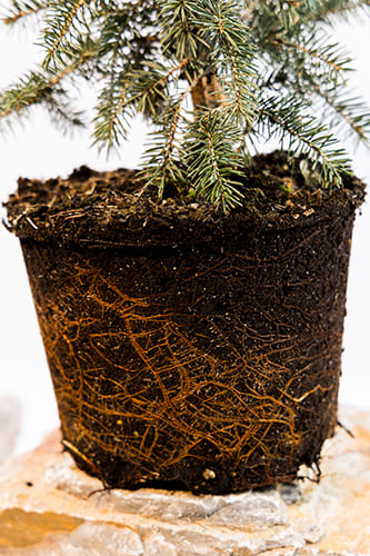 Ель колючая Хупси купить в Нижнем Новгороде