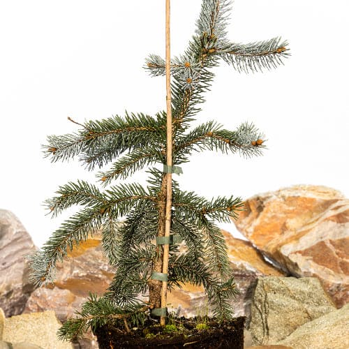 Ель колючая Хупси купить в Нижнем Новгороде