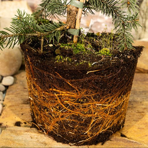 Ель колючая Хупси купить в Нижнем Новгороде