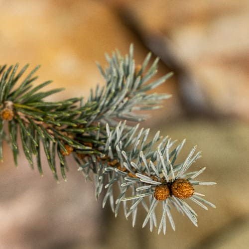 Ель колючая Хупси купить в Нижнем Новгороде
