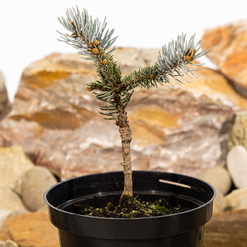 Ель колючая Хупси купить в Нижнем Новгороде