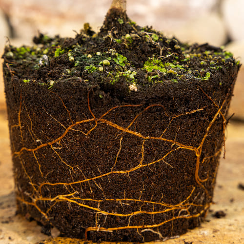 Ель колючая Хупси купить в Нижнем Новгороде