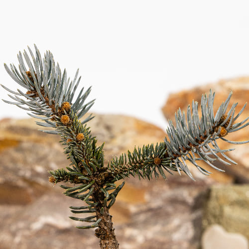 Ель колючая Хупси купить в Нижнем Новгороде