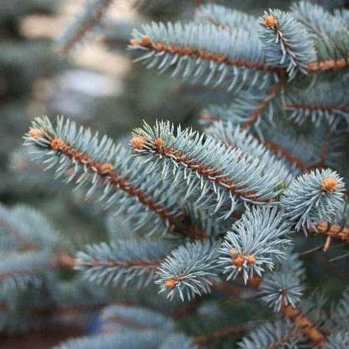 Ель колючая Кейбаб купить во Владимире