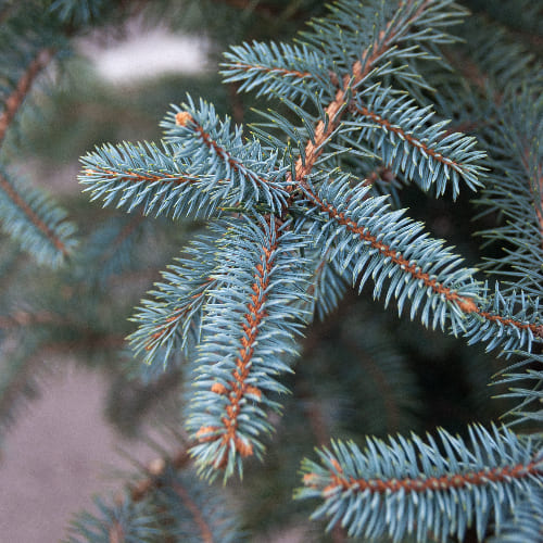 Ель колючая Кейбаб купить во Владимире