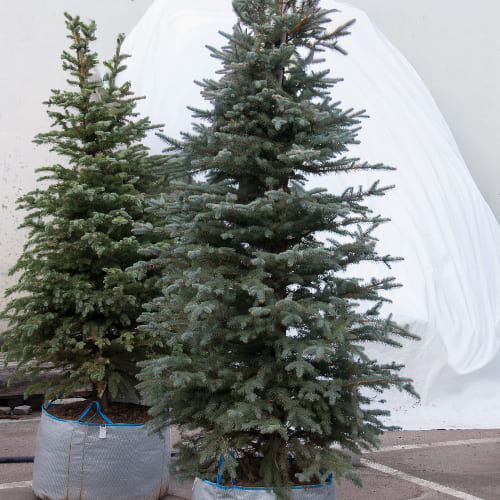 Ель колючая Кейбаб купить во Владимире