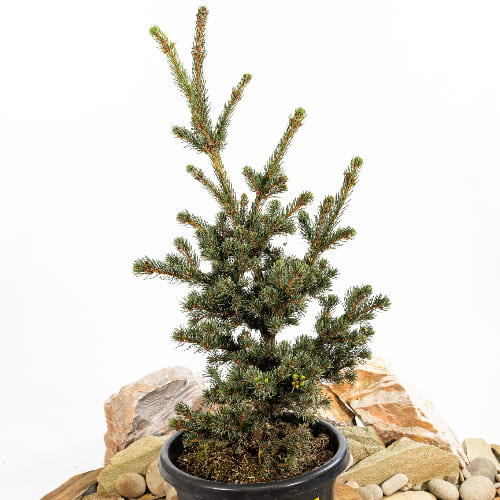 Ель колючая Лаки Страйк купить в Нижнем Новгороде