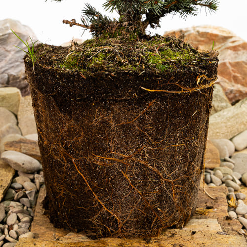 Ель колючая Лаки Страйк купить в Нижнем Новгороде