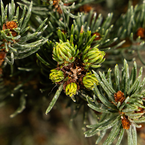Ель колючая Лаки Страйк купить в Нижнем Новгороде