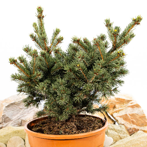 Ель колючая Лаки Страйк купить в Нижнем Новгороде