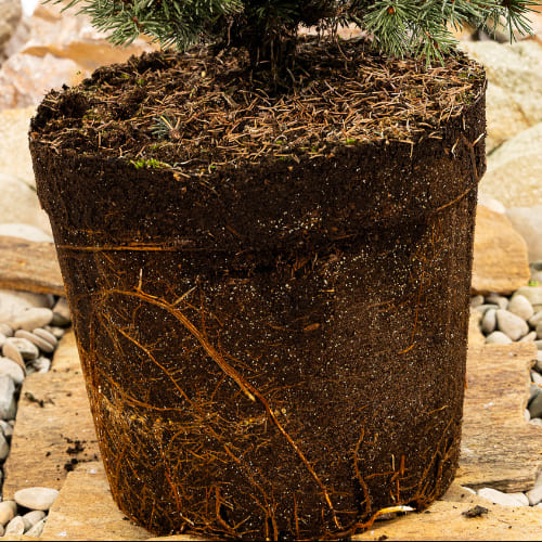 Ель колючая Лаки Страйк купить в Нижнем Новгороде