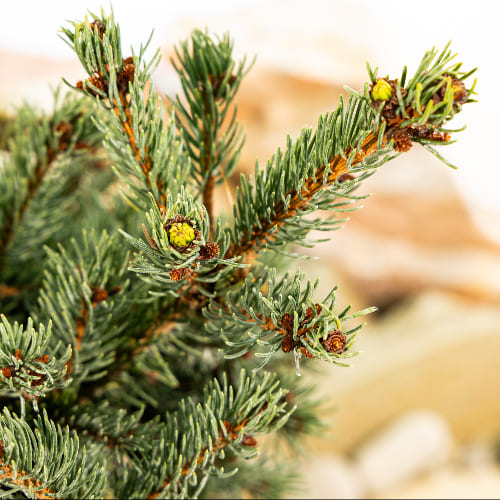 Ель колючая Лаки Страйк купить в Нижнем Новгороде