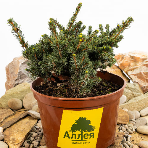 Ель колючая Лаки Страйк купить в Нижнем Новгороде