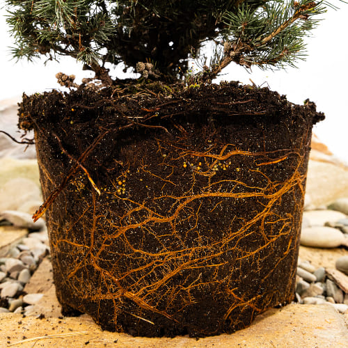 Ель колючая Лаки Страйк купить в Нижнем Новгороде