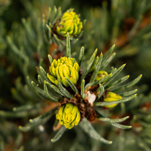 Ель колючая Лаки Страйк купить в Нижнем Новгороде