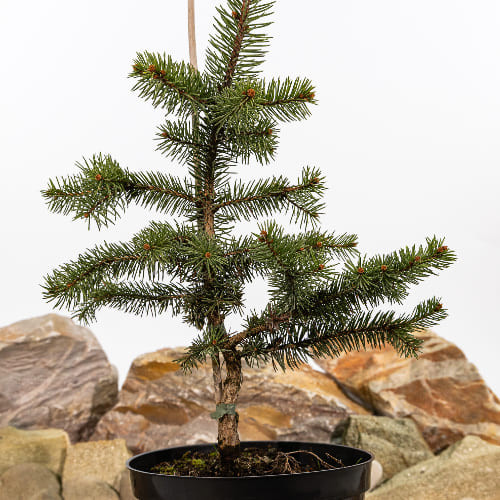 Ель колючая Майголд купить в Нижнем Новгороде