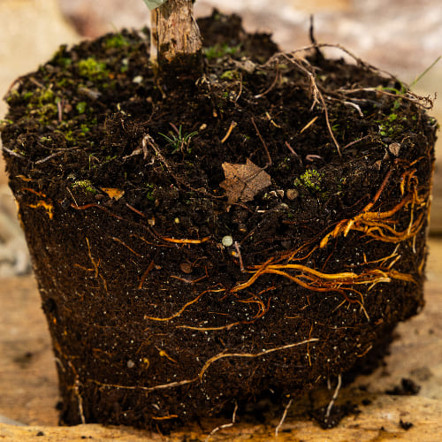 Ель колючая Майголд купить в Нижнем Новгороде