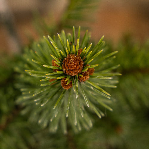 Ель колючая Майголд купить в Нижнем Новгороде