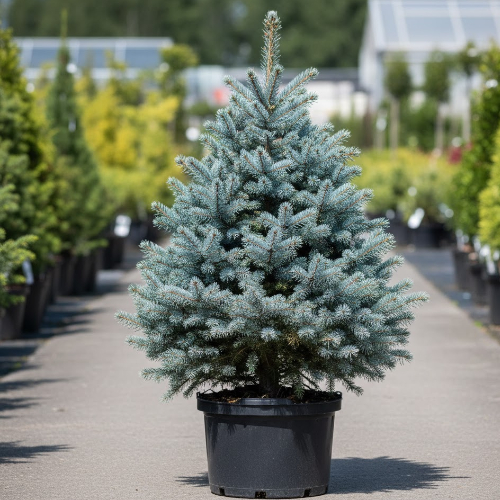 Ель колючая Олденбург купить во Владимире