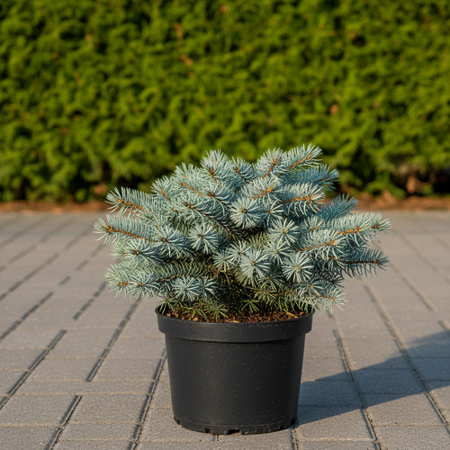 Ель колючая Сант Мериз Брум купить во Владимире