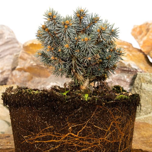 Ель колючая Сант Мериз Брум купить во Владимире