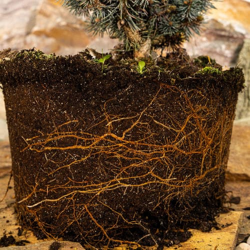 Ель колючая Сант Мериз Брум купить во Владимире