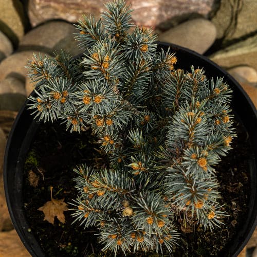 Ель колючая Сант Мериз Брум купить во Владимире