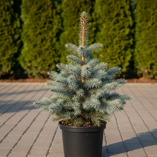 Ель колючая Супер Блю купить во Владимире