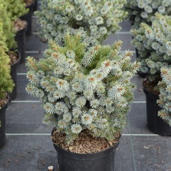 Ель колючая Ситхензис Нана купить в Нижнем Новгороде