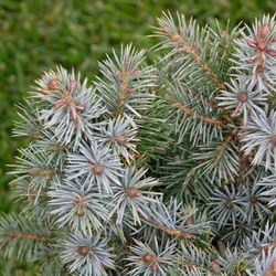 Ель Ситхинская Мидджет купить во Владимире