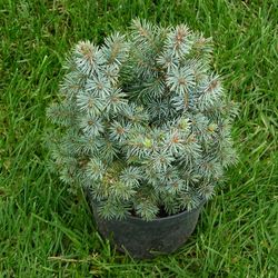 Ель Ситхинская Мидджет купить во Владимире