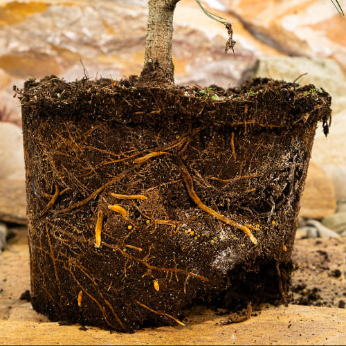 Сосна кедровая Глаука купить во Владимире