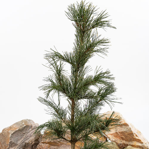 Сосна кедровая Глаука купить во Владимире