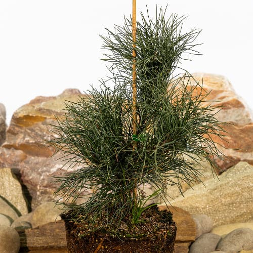 Сосна сибирская кедровая (Кедр) купить во Владимире