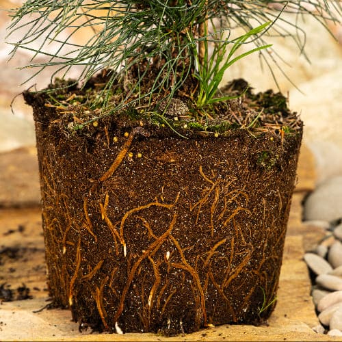 Сосна сибирская кедровая (Кедр) купить во Владимире