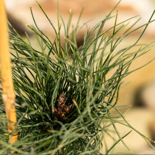 Сосна сибирская кедровая (Кедр) купить во Владимире