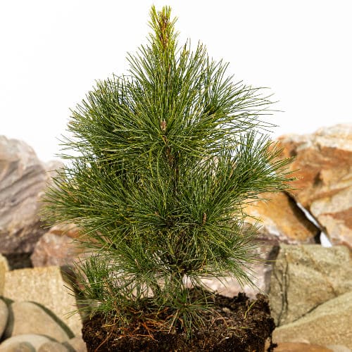 Сосна сибирская кедровая (Кедр) купить во Владимире