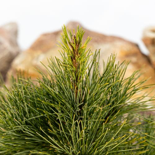Сосна сибирская кедровая (Кедр) купить во Владимире