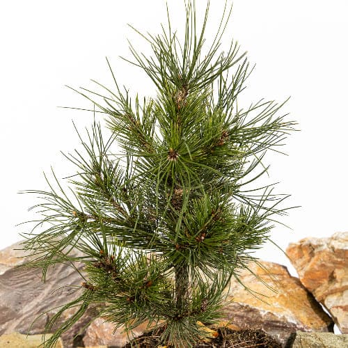 Сосна лейкодермис Компакт Гем купить во Владимире